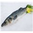 Spigola 600/800 gr  Grecia (2 Kg)