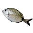 Sarago Italia  (1 Kg)